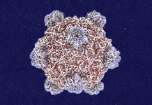 Roundtables: A Conversation With the Creator of AI-Designed Viruses