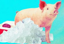 The Download: reviving frozen pig kidneys and boosting nuclear power